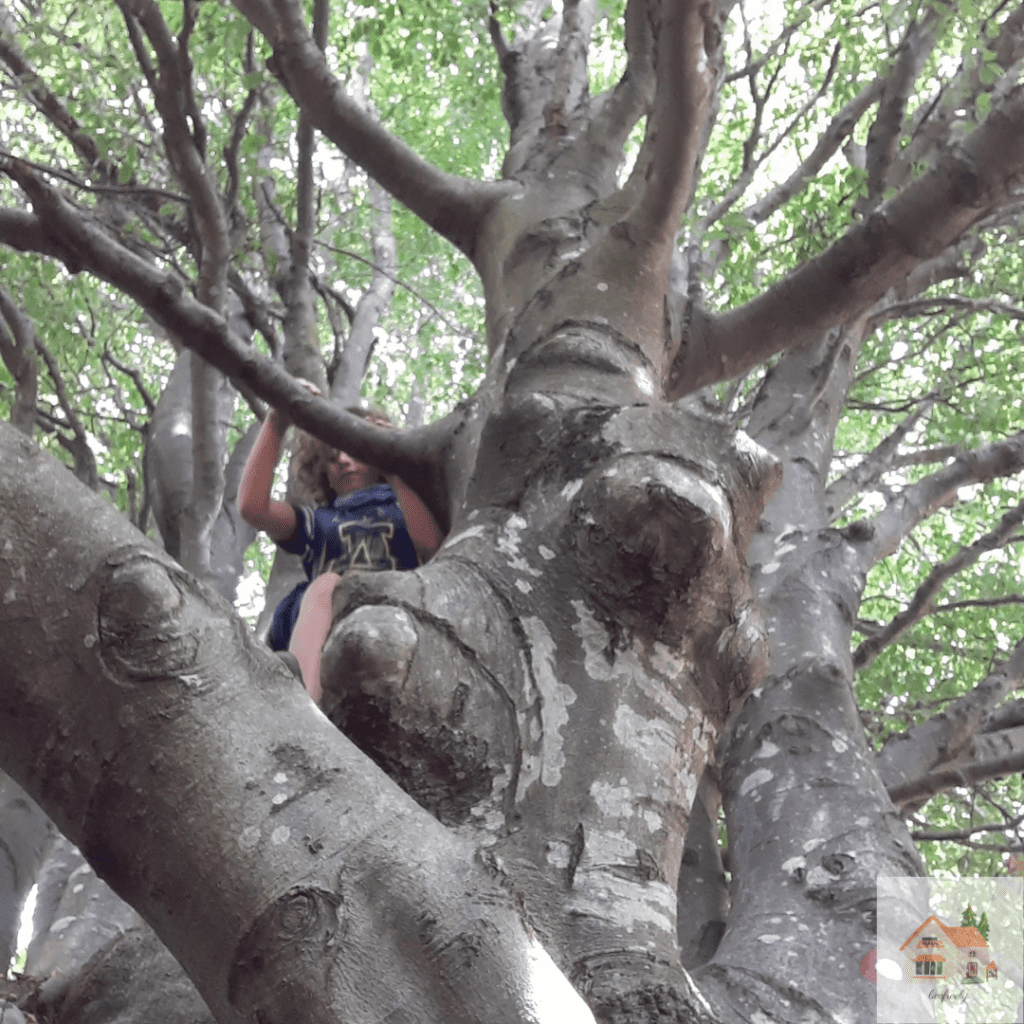 Bambino che si arrampica sugli alberi per sfidare le proprie paure