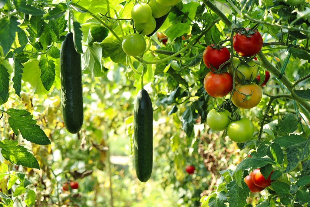 Pomodori e cetrioli dell'orto